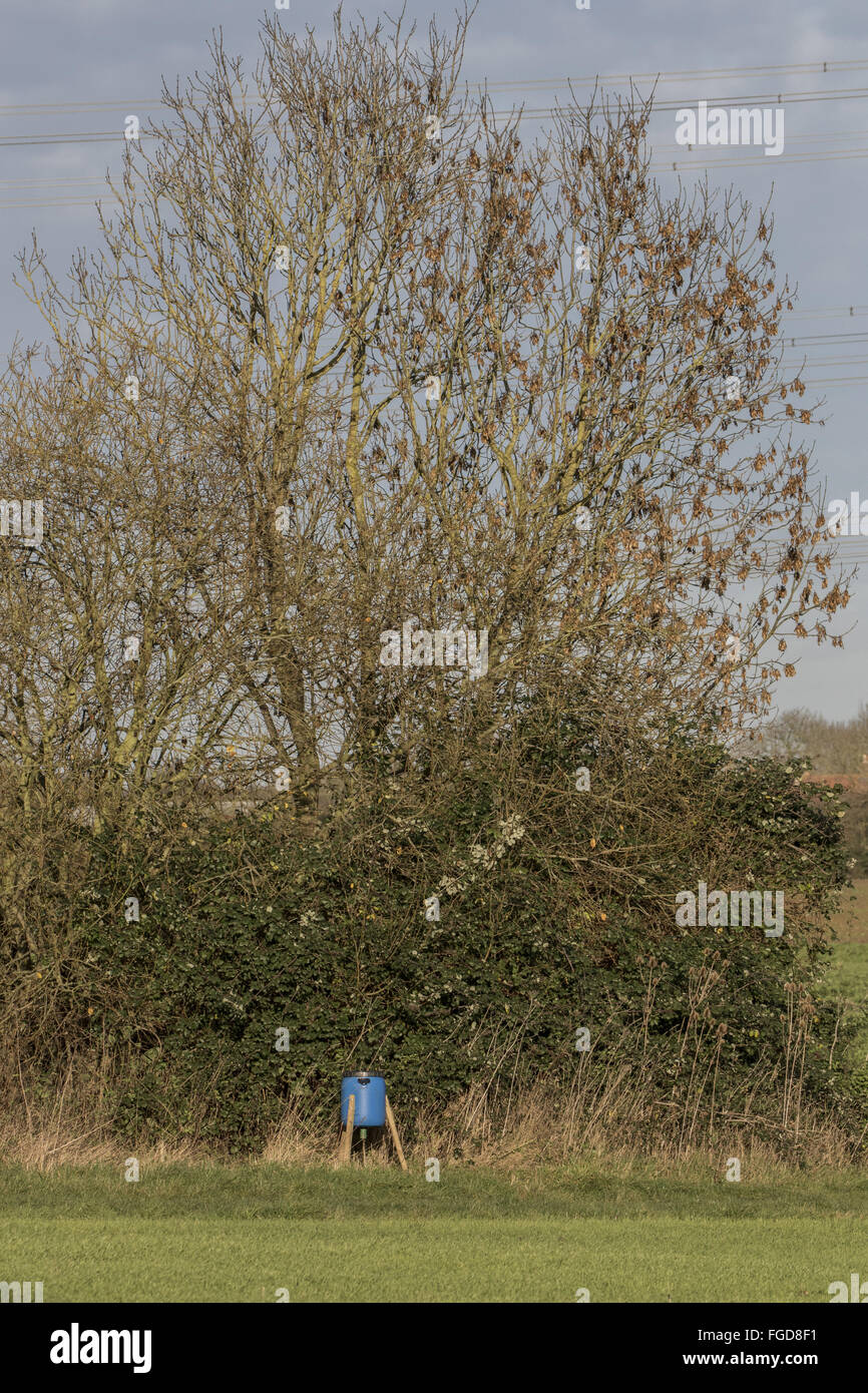 Pheasant Feeder Stock Photos Pheasant Feeder Stock Images Alamy
