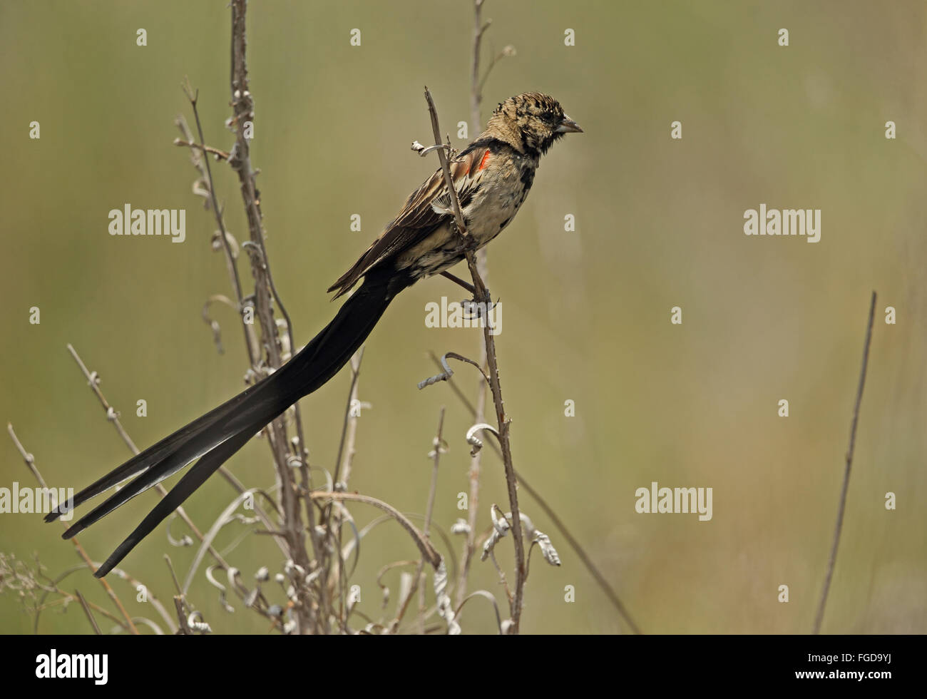 Sakabula bird hi-res stock photography and images - Alamy