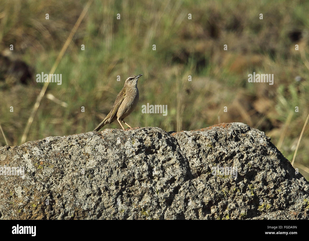 African Rock Pipit (Anthus crenatus) adult, standing on rock, Wakkerstroom, Mpumalanga, South Africa, November Stock Photo