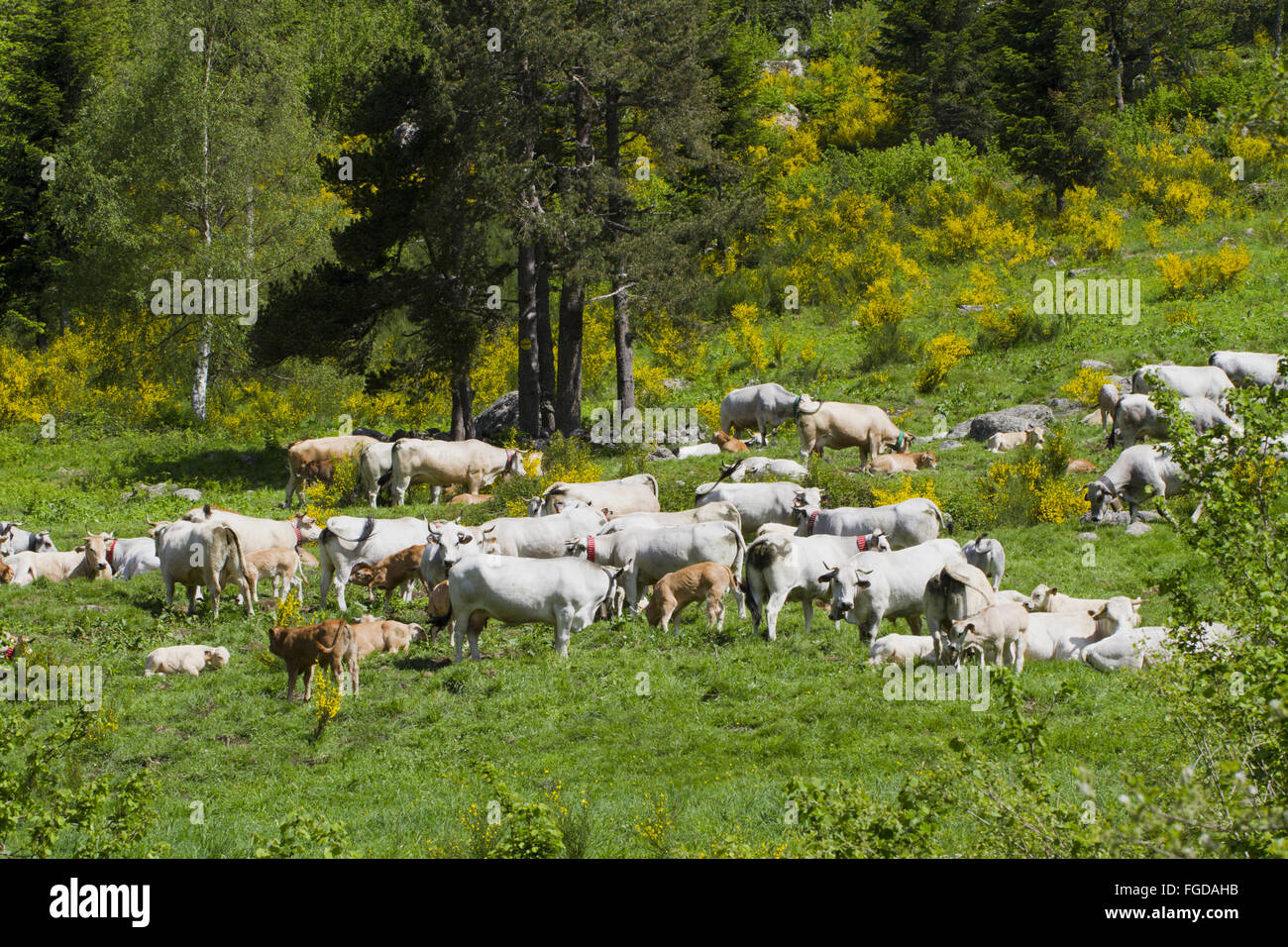 Domestic Cattle, Gascon cows and calves, herd in mountain pasture ...