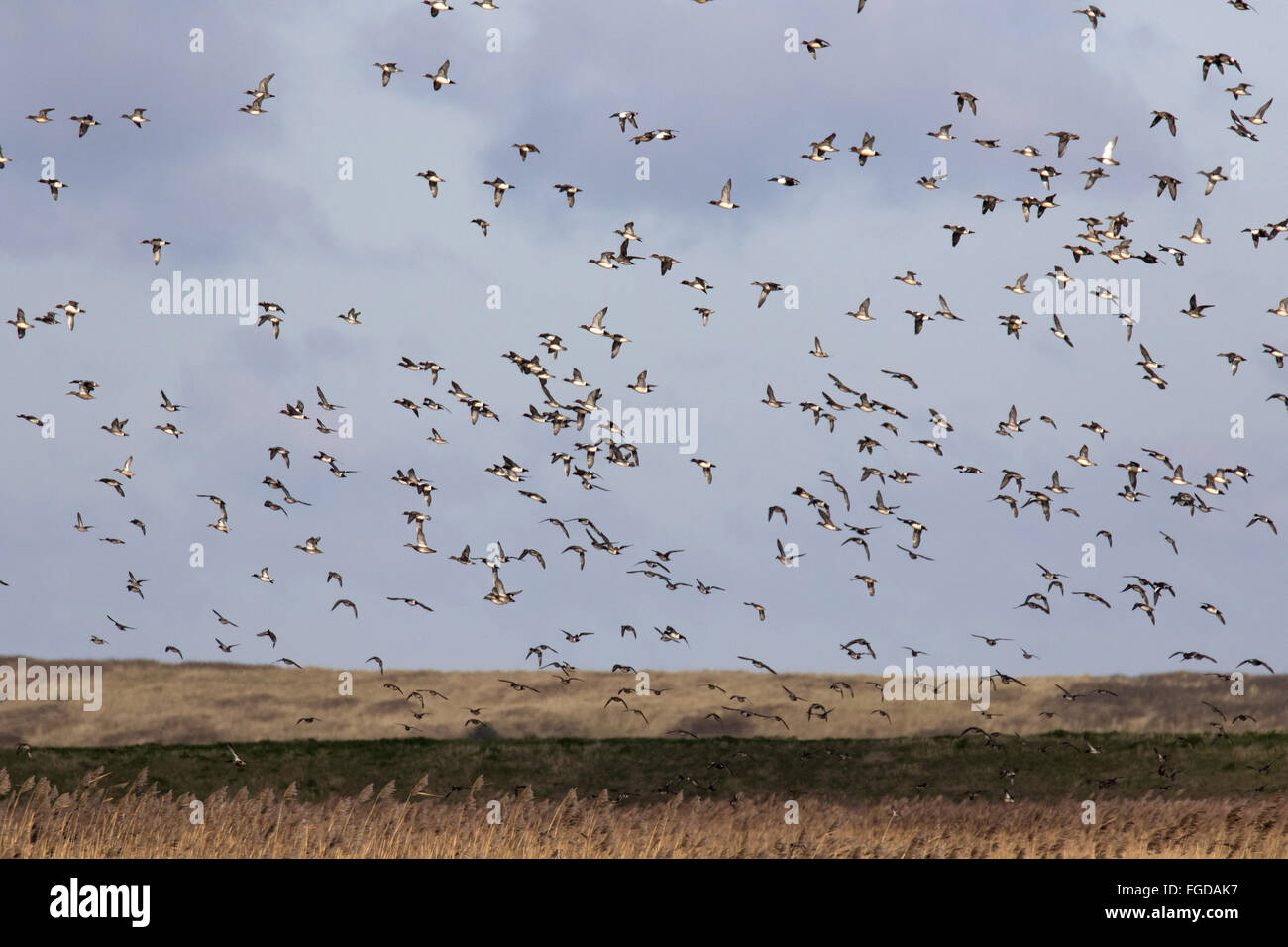 Winter flock of mainly Wigeon with a few Shoveler flying over Deepdale Marsh, Norfolk. Stock Photo
