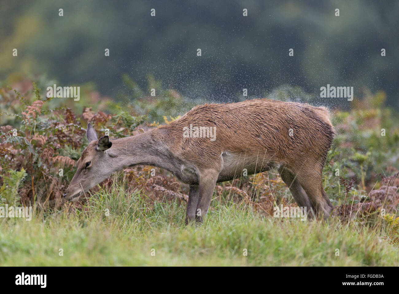 Red Deer (Cervus elaphus) hind, shaking rain from body, Bushy Park, Richmond upon Thames, London, England, October Stock Photo