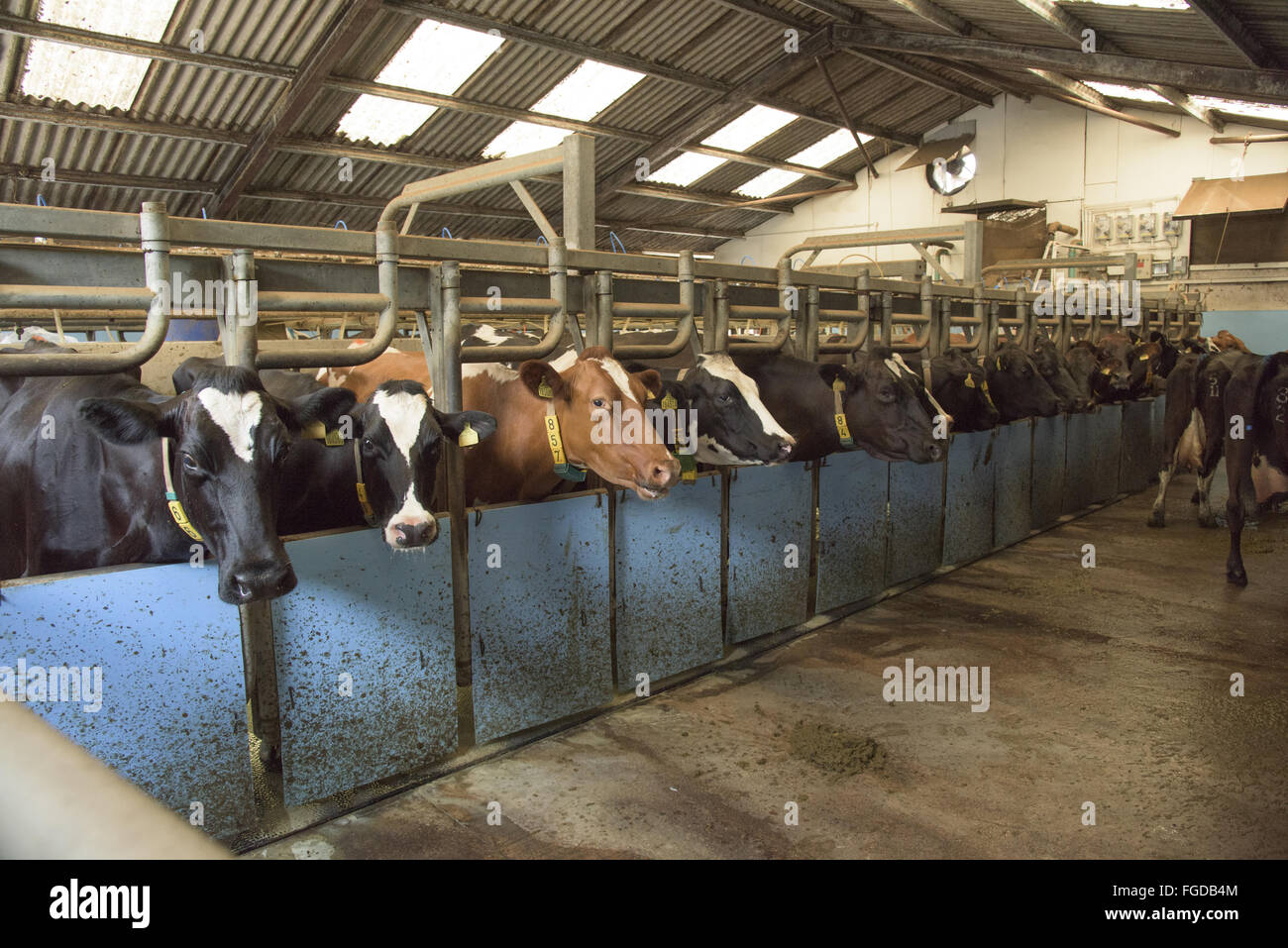 Dairy farming, cows being milked in 16:32 rapid exit milking parlour, Frome, Somerset, England, July Stock Photo