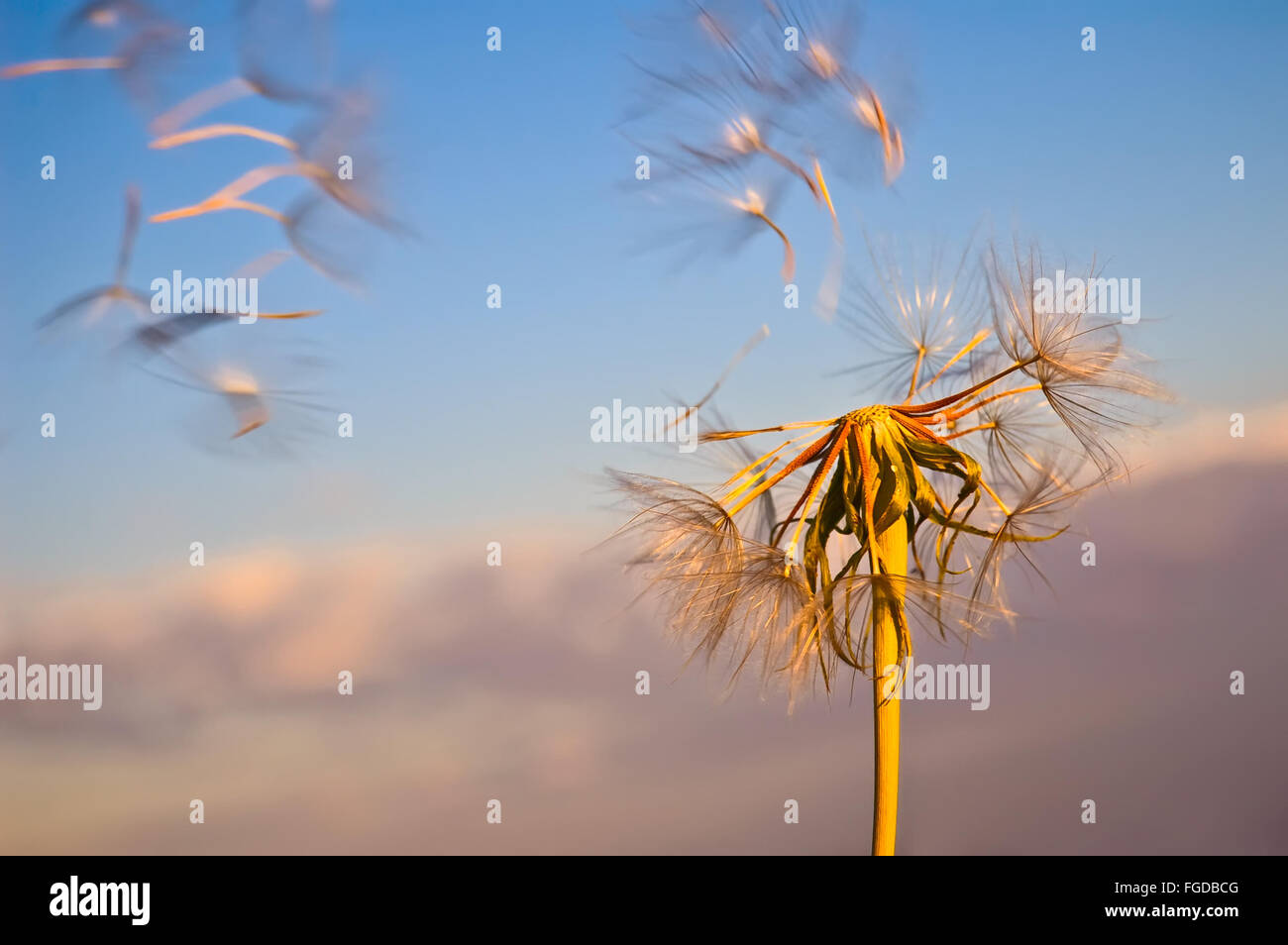 Dandelion seeds flying sunset hi-res stock photography and images - Alamy