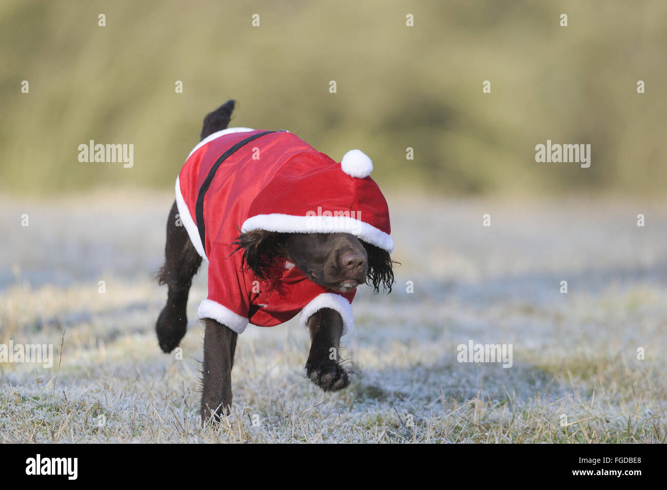 Domestic Dog, English Cocker Spaniel, working type, immature male, eight-months old, running in frosty field, wearing santa outfit with hood down over eyes, Bentley, Suffolk, England, December Stock Photo