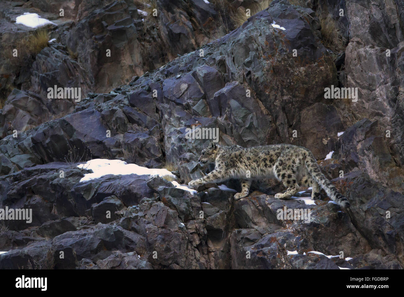 Snow Leopard (Panthera uncia) adult, walking on rocks, Hemis N.P