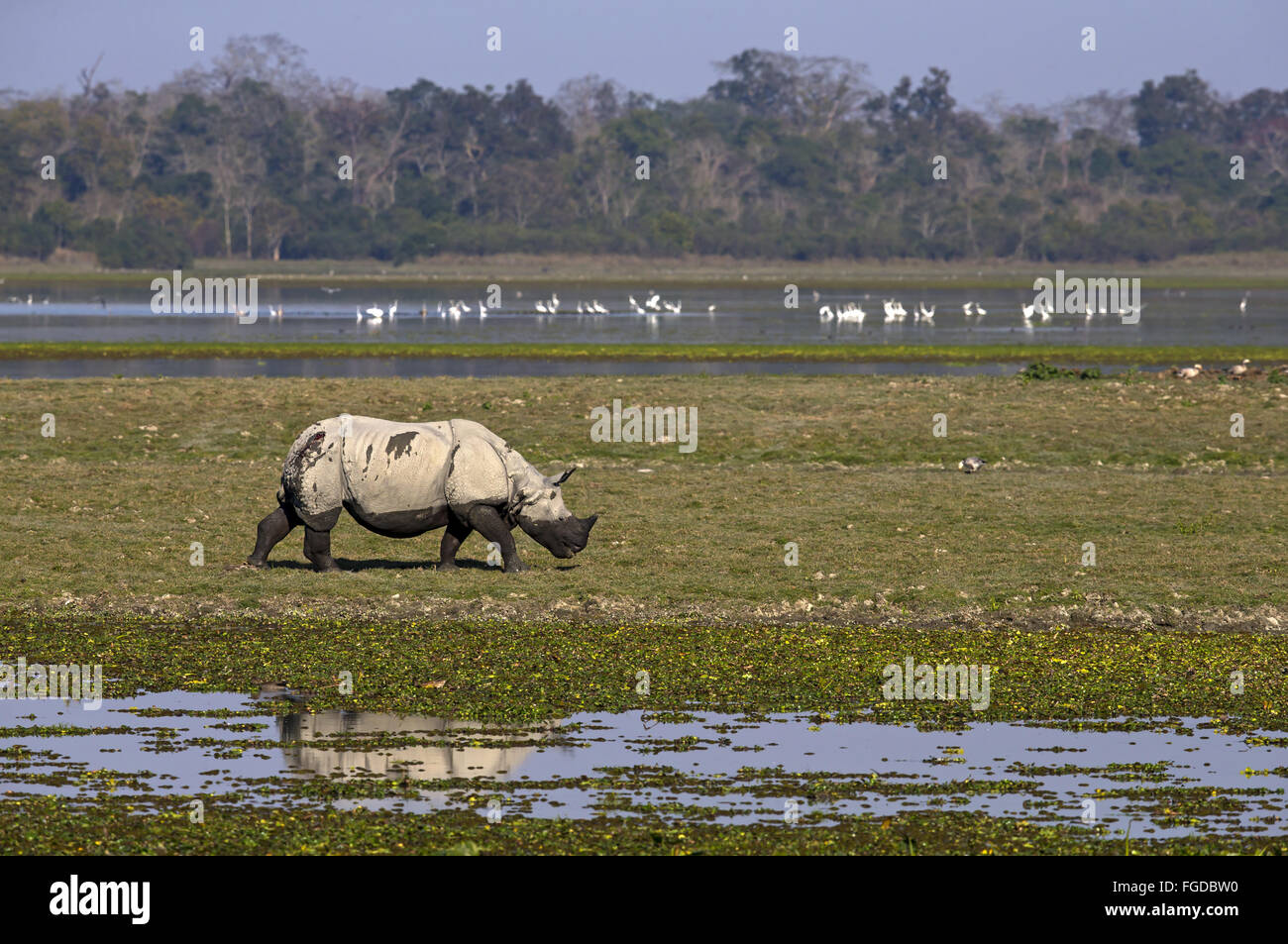Indian Rhinoceros (Rhinoceros unicornis) adult, walking in wetland habitat, Kaziranga N.P., Assam, India, January Stock Photo