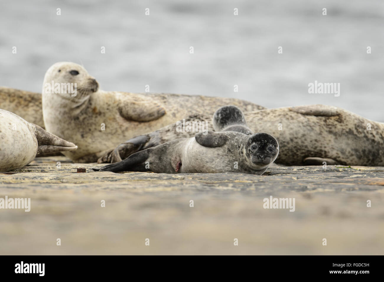 Common Seal (Phoca vitulina) adults and newborn pups, resting on harbour  jetty, Shetland Islands, Scotland, July Stock Photo - Alamy