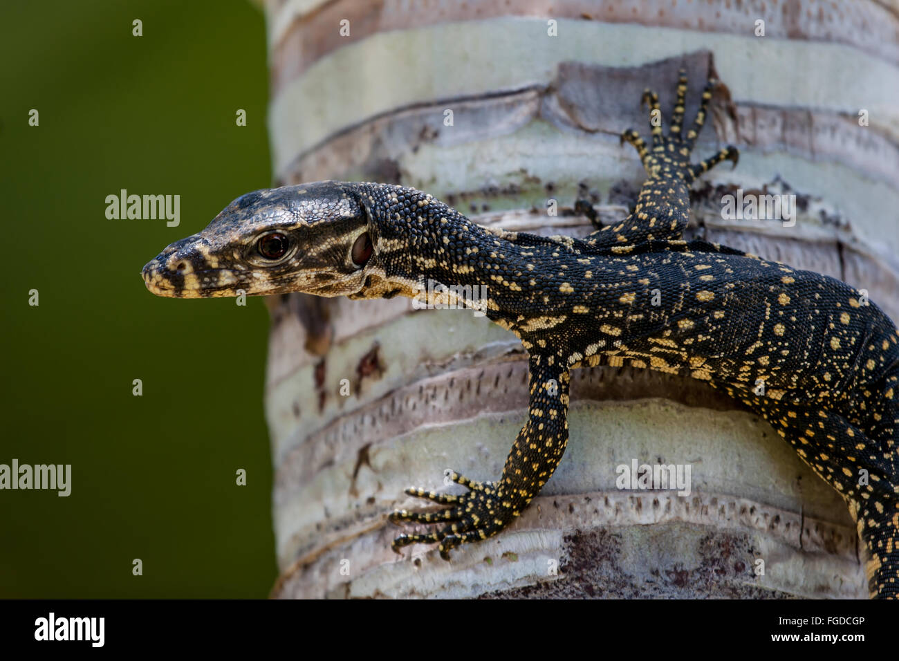 philippine water monitor for sale