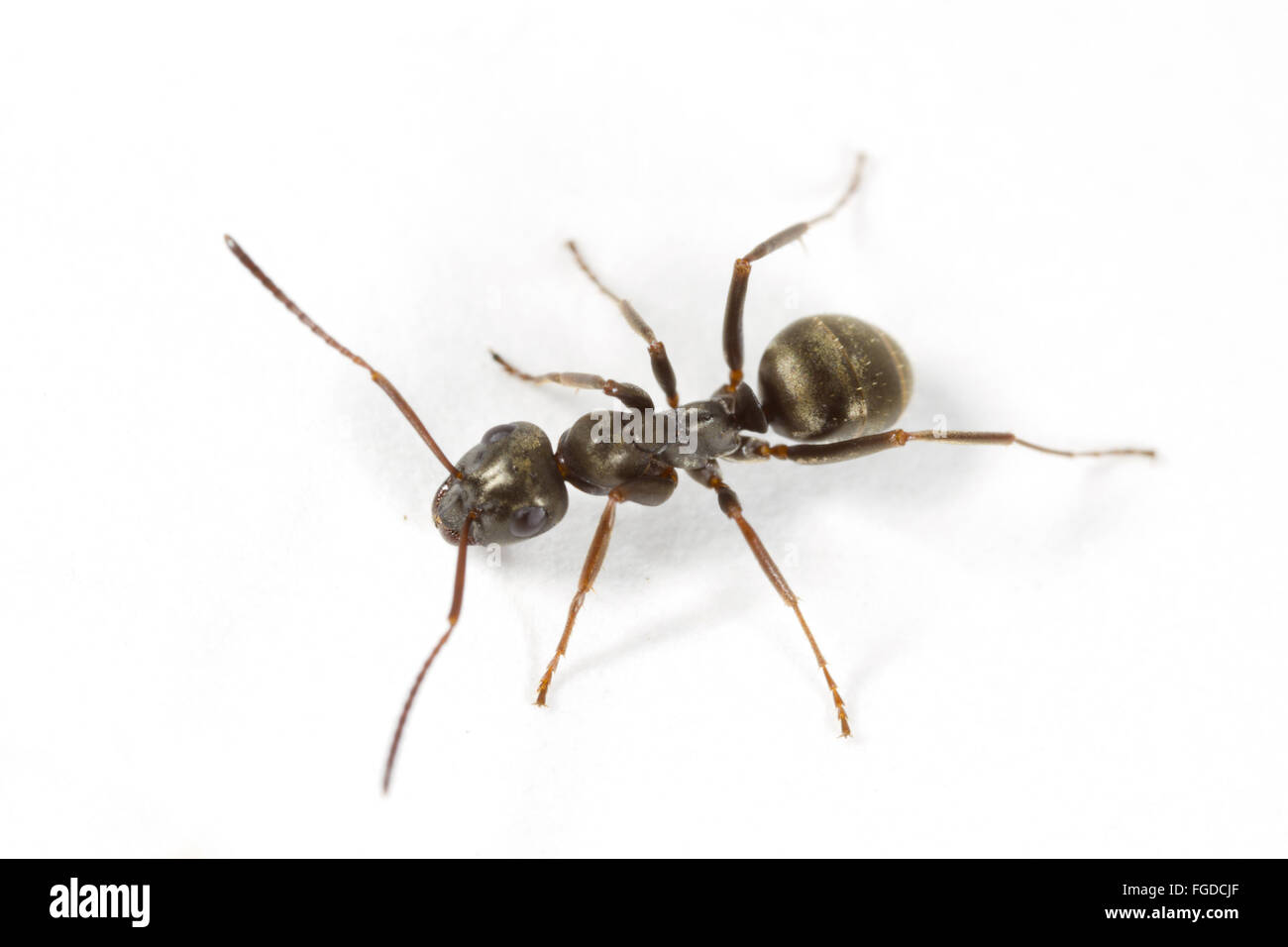 Negro Ant (Formica fusca) adult worker, on white background, Powys, Wales, August Stock Photo