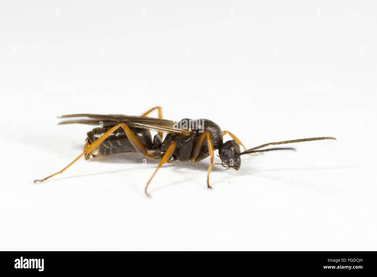 Negro Ant (Formica fusca) adult male, on white background, Powys, Wales, August Stock Photo