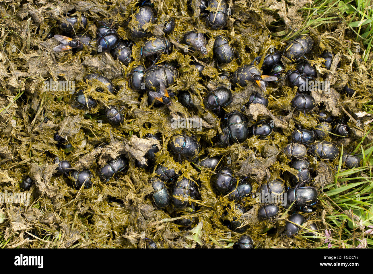 Earth-boring Dung Beetle (Geotrupes sp.) several different species, adults, group swarming in fresh cow dung from first cattle onto alpine pasture, Plateau de Beille, Ariege Pyrenees, Midi-Pyrenees, France, June Stock Photo