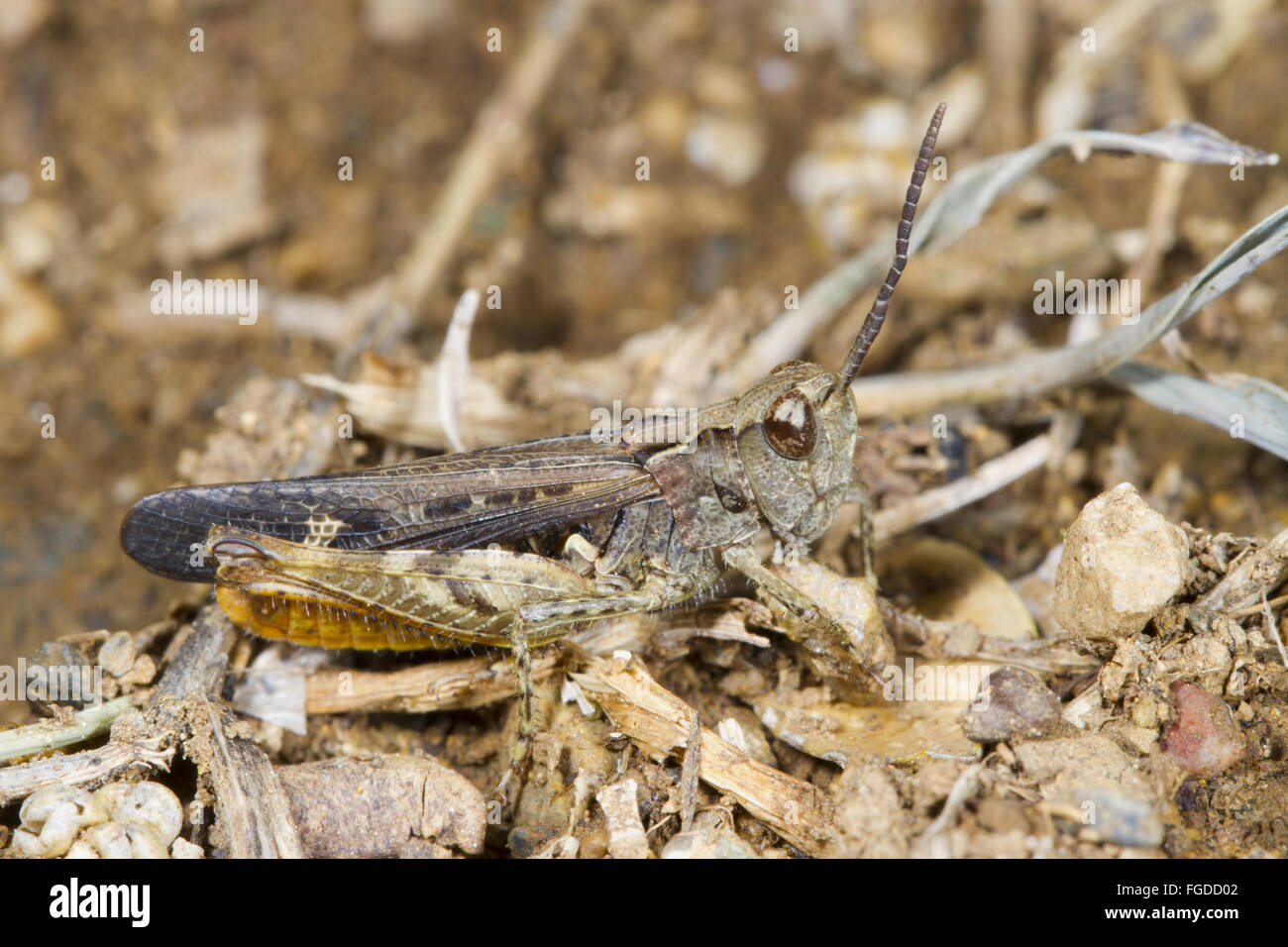 Bow-winged Grasshopper (Chorthippus biguttulus) adult male, Ariege Pyrenees, Midi-Pyrenees, France, June Stock Photo