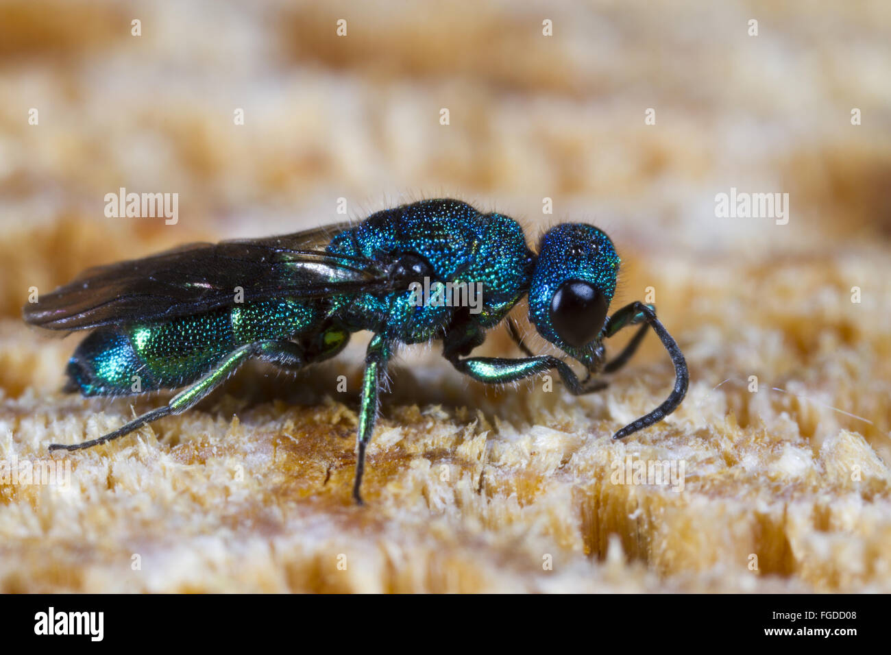 Cuckoo Wasp (Trichrysis cyanea) adult female, using antennae to search for nests of host wasps in wood, Powys, Wales, July Stock Photo