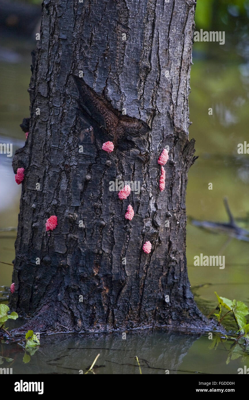 Channeled Applesnail (Pomacea canaliculata) introduced invasive species, eggs on trunk of flooded forest tree, Palawan, Philippines, July Stock Photo
