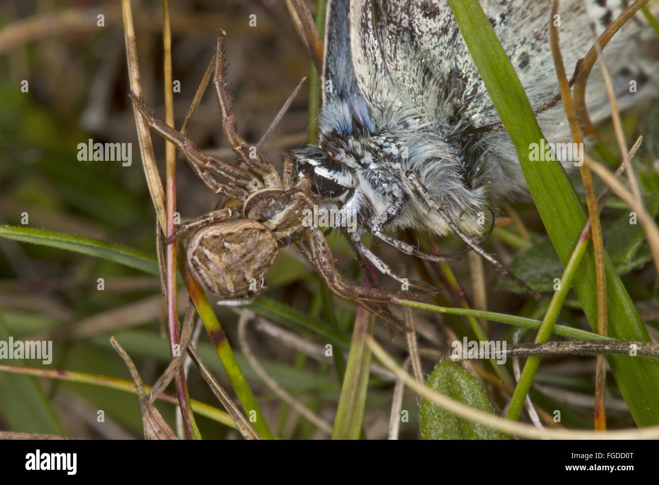 Crab Spider (Xysticus cristatus) adult, with Chalkhill Blue (Lysandra coridon) prey, at Iron Age hillfort, Warham Camp, Warham, Stock Photo