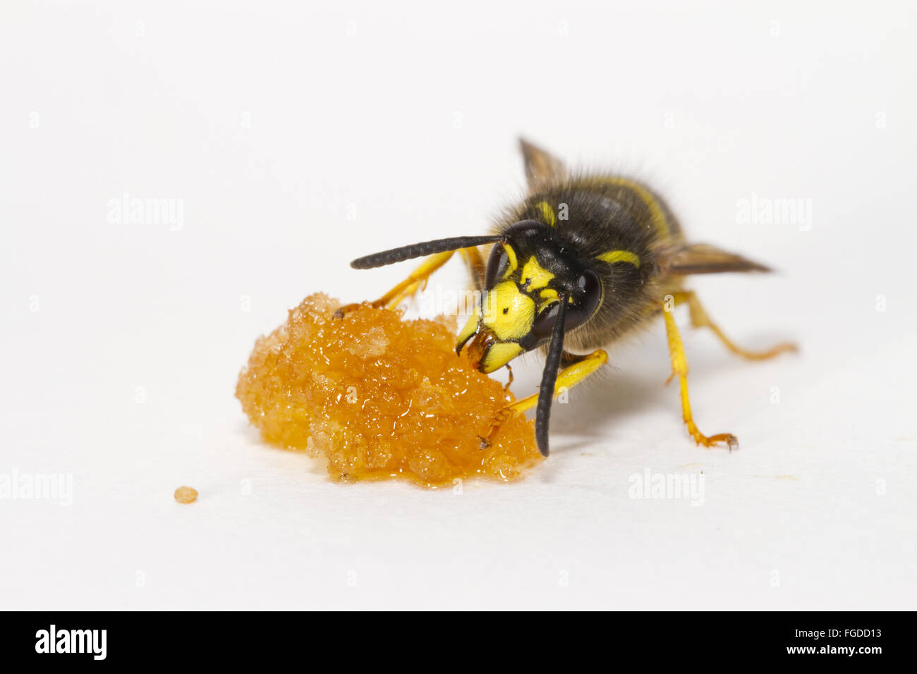 Tree Wasp (Dolichovespula sylvestris) adult worker, feeding on honey, on white background, Powys, Wales, August Stock Photo