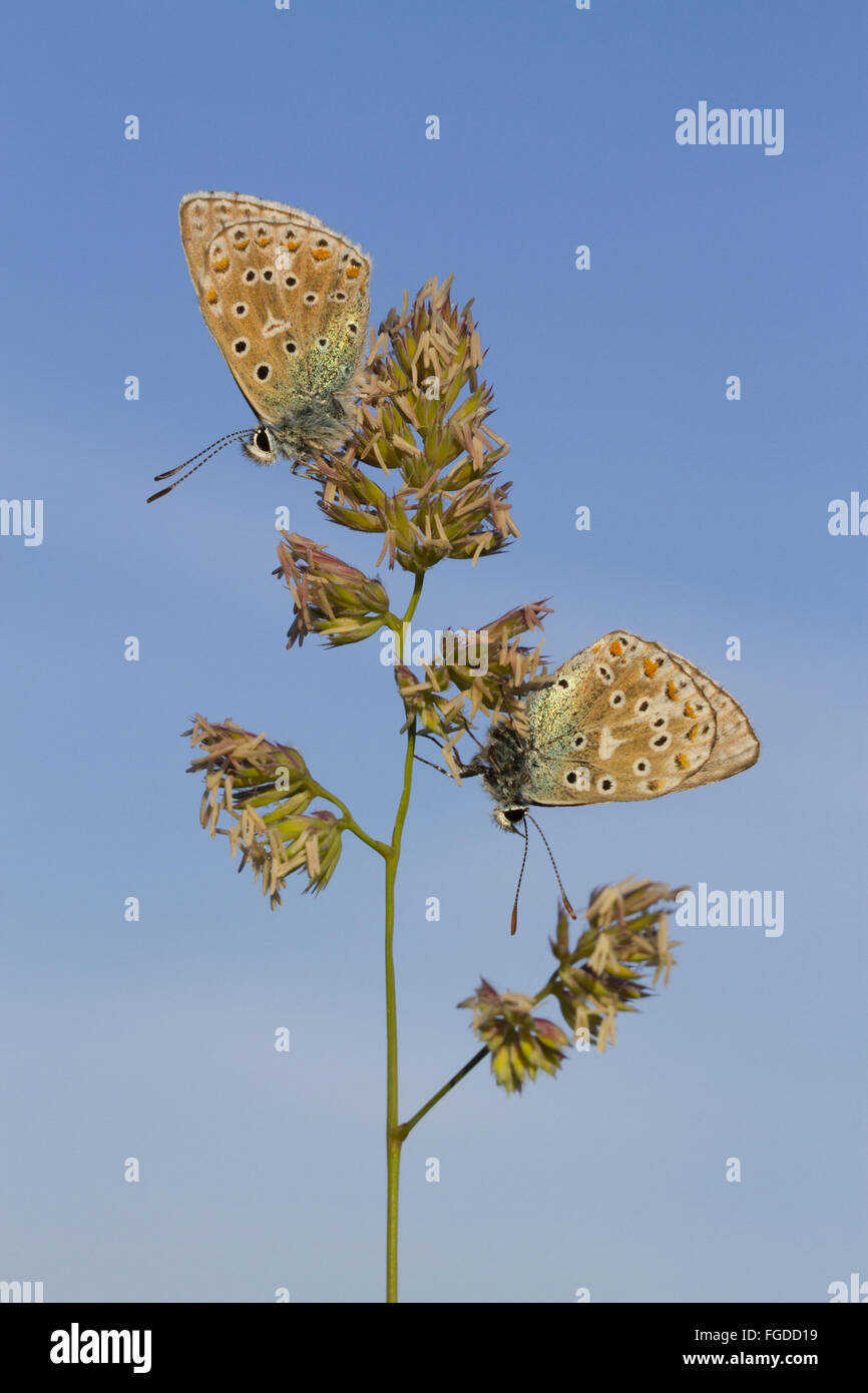 Adonis Blue (Lysandra bellargus) two adult males, roosting on Cocksfoot Grass (Dactylis glomerata) flowerhead, Causse de Gramat, Massif Central, Lot Region, France, May Stock Photo