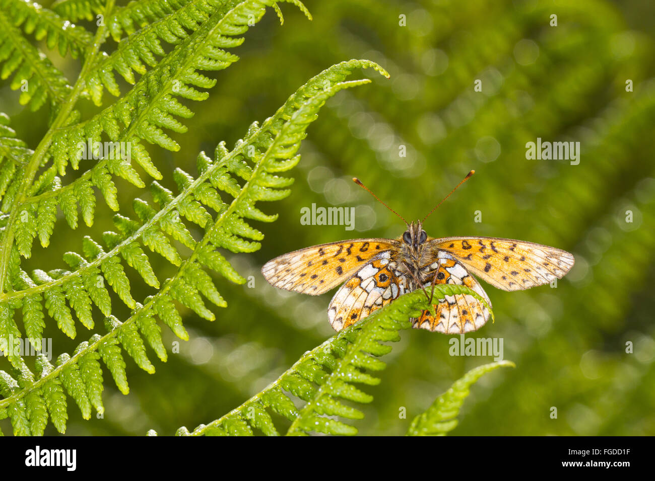 Small Pearl-bordered Fritillary (Boloria selene) adult, basking on fern frond, Powys, Wales, July Stock Photo