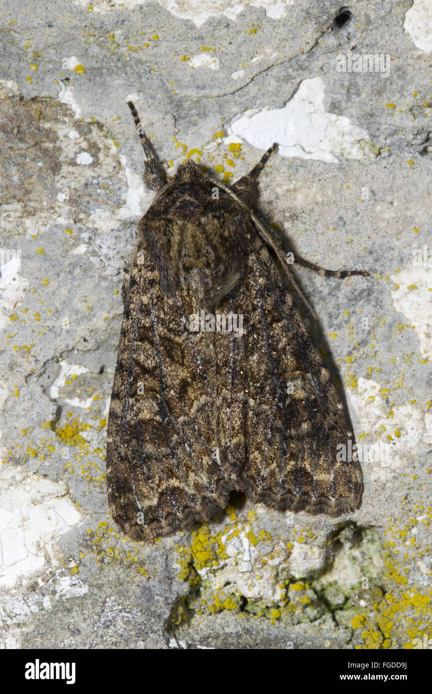 Dusky Brocade (Apamea remissa) adult, resting on wall, Powys, Wales, June Stock Photo