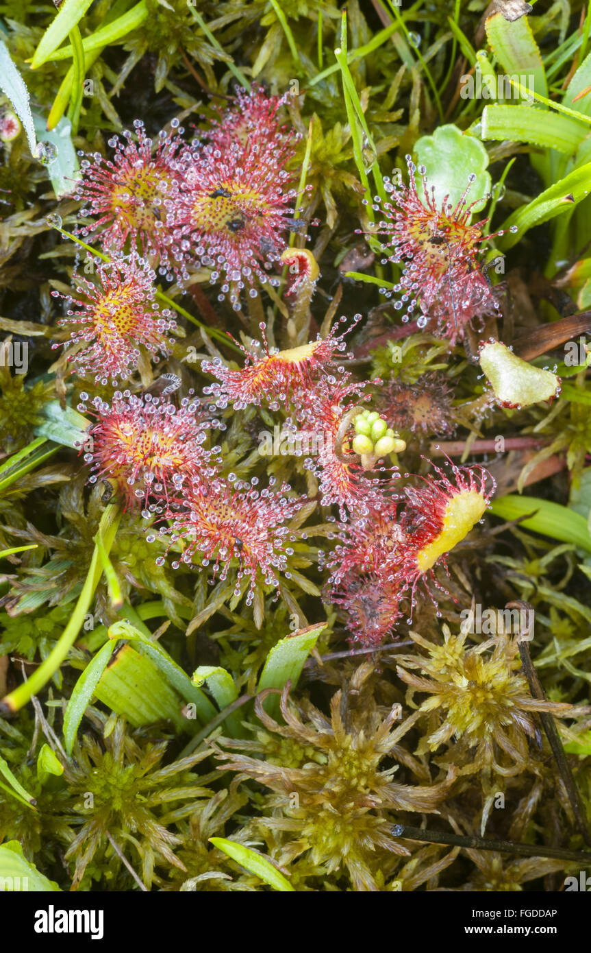 Roundleaved Sundew (Drosera rotundifolia) leaves with glandular hairs and sticky mucilage