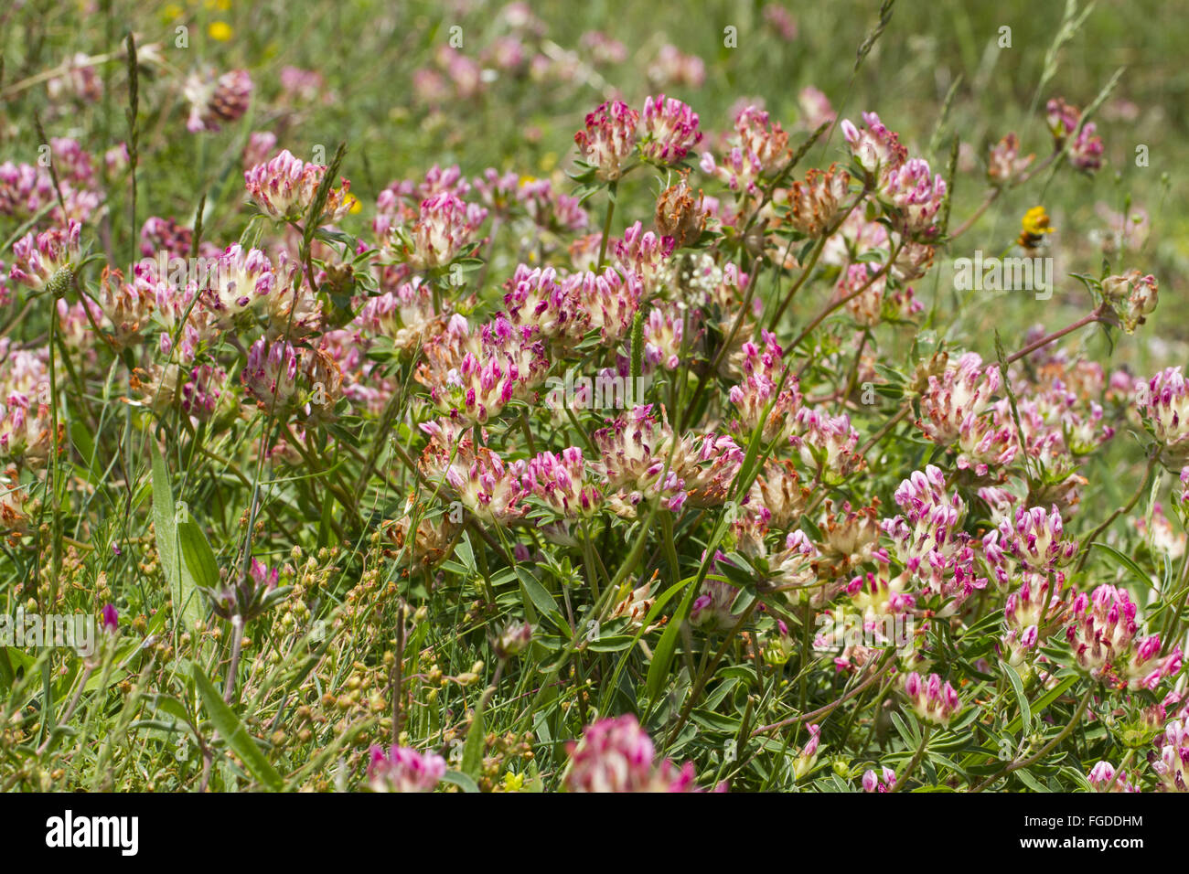 Kidney-vetch (Anthyllis vulneraria) pink-flowered form, flowering, Ariege Pyrenees, Midi-Pyrenees, France, June Stock Photo