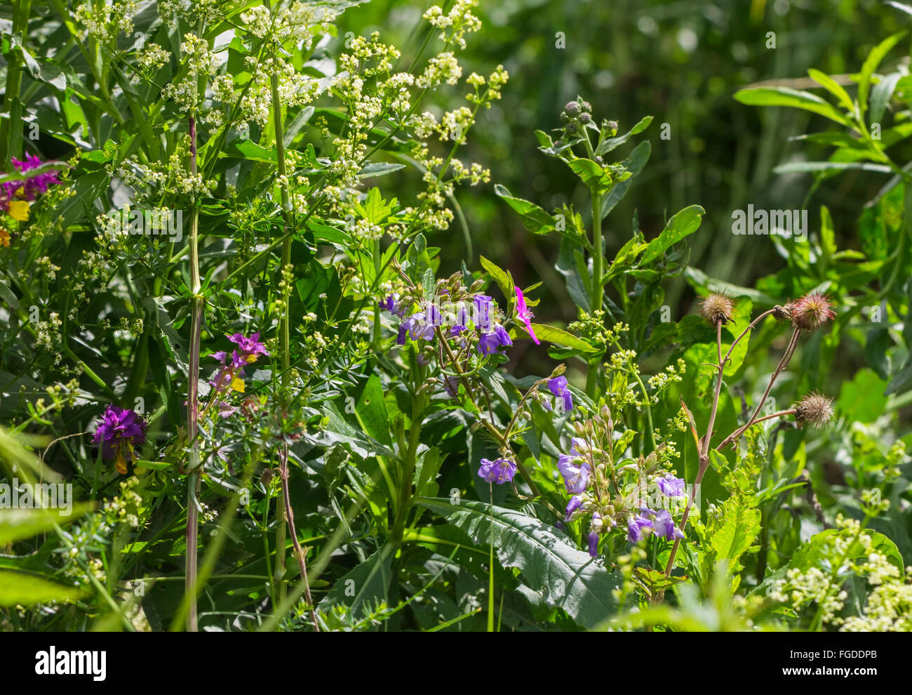 Wild flowers on sunny summer day in forest Stock Photo - Alamy
