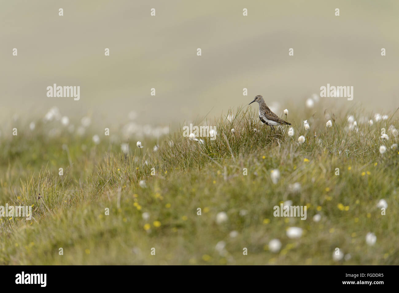 Dunlin (Calidris alpina) adult, breeding plumage, standing on coastal moorland habitat, Unst, Shetland Islands, Scotland, July Stock Photo