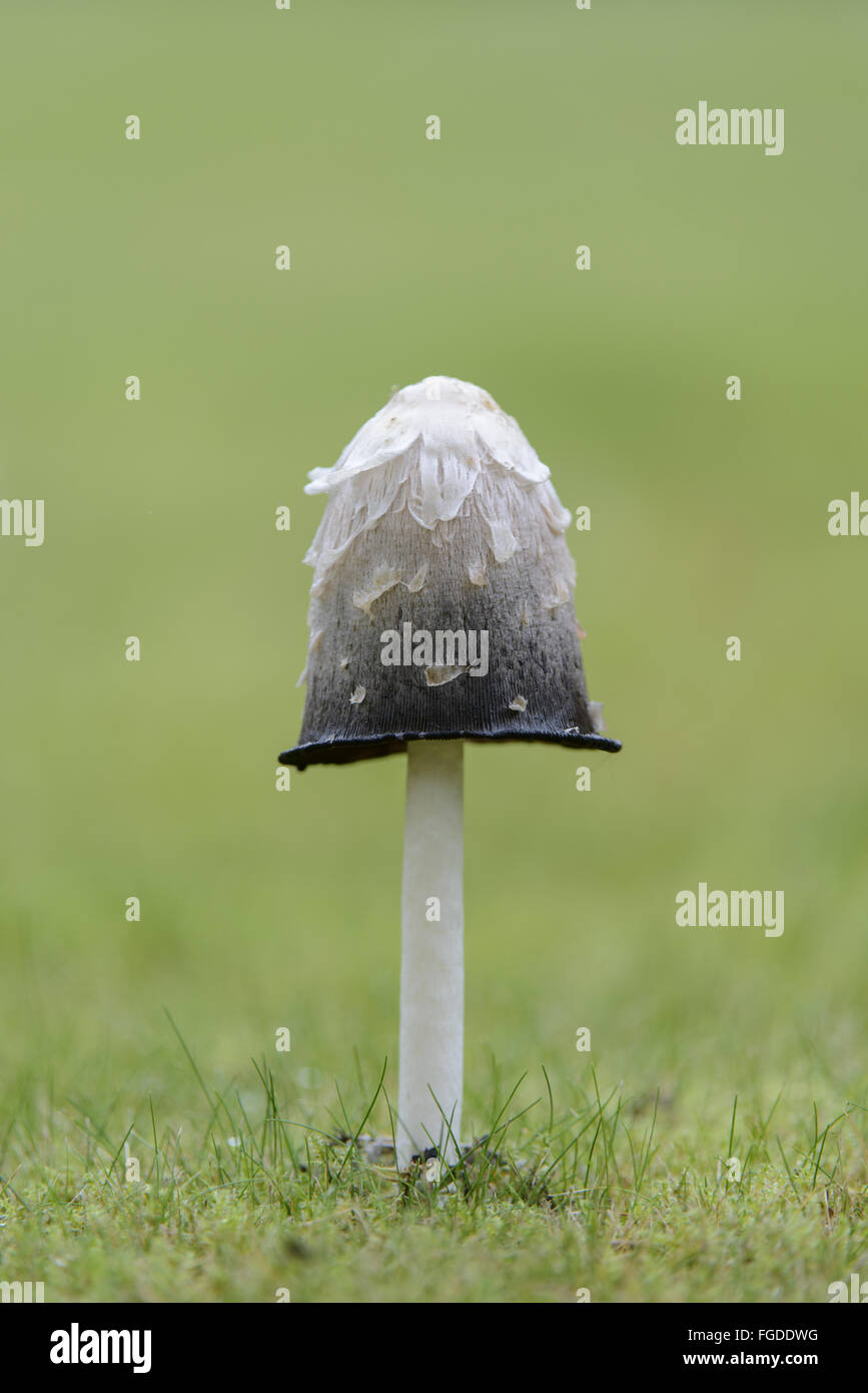 Shaggy Ink Cap (Coprinus comatus) fruiting body, growing in garden lawn, Staffordshire, England, October Stock Photo