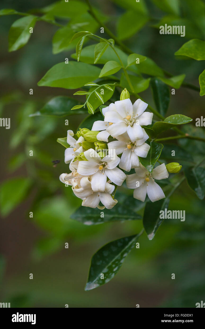 Orange Jasmine (Murraya paniculata) closeup of flowers, growing in