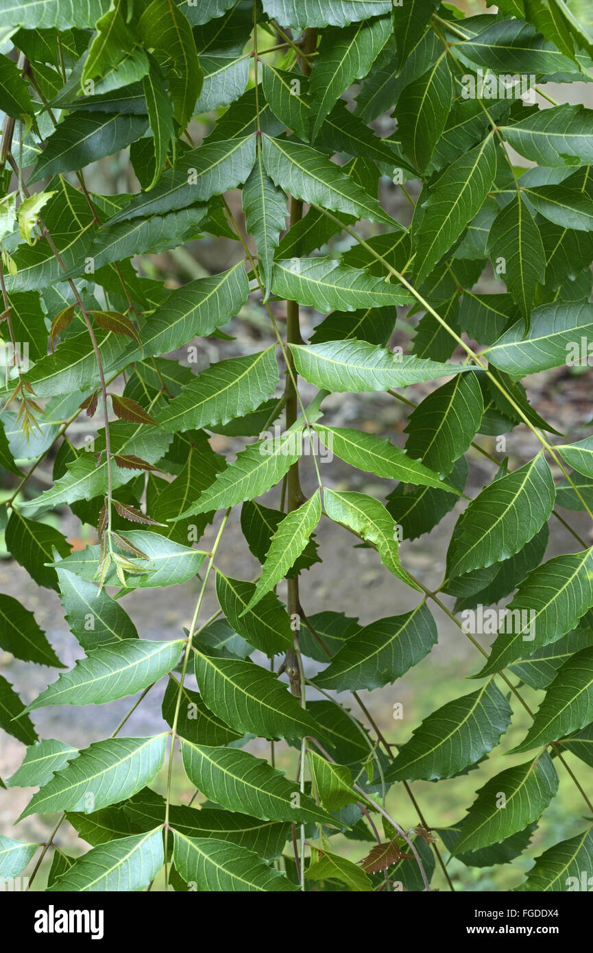 Neem Tree (Azadirachta indica) close-up of leaves, Trivandrum, Thiruvananthapuram District, Kerala, India, July Stock Photo