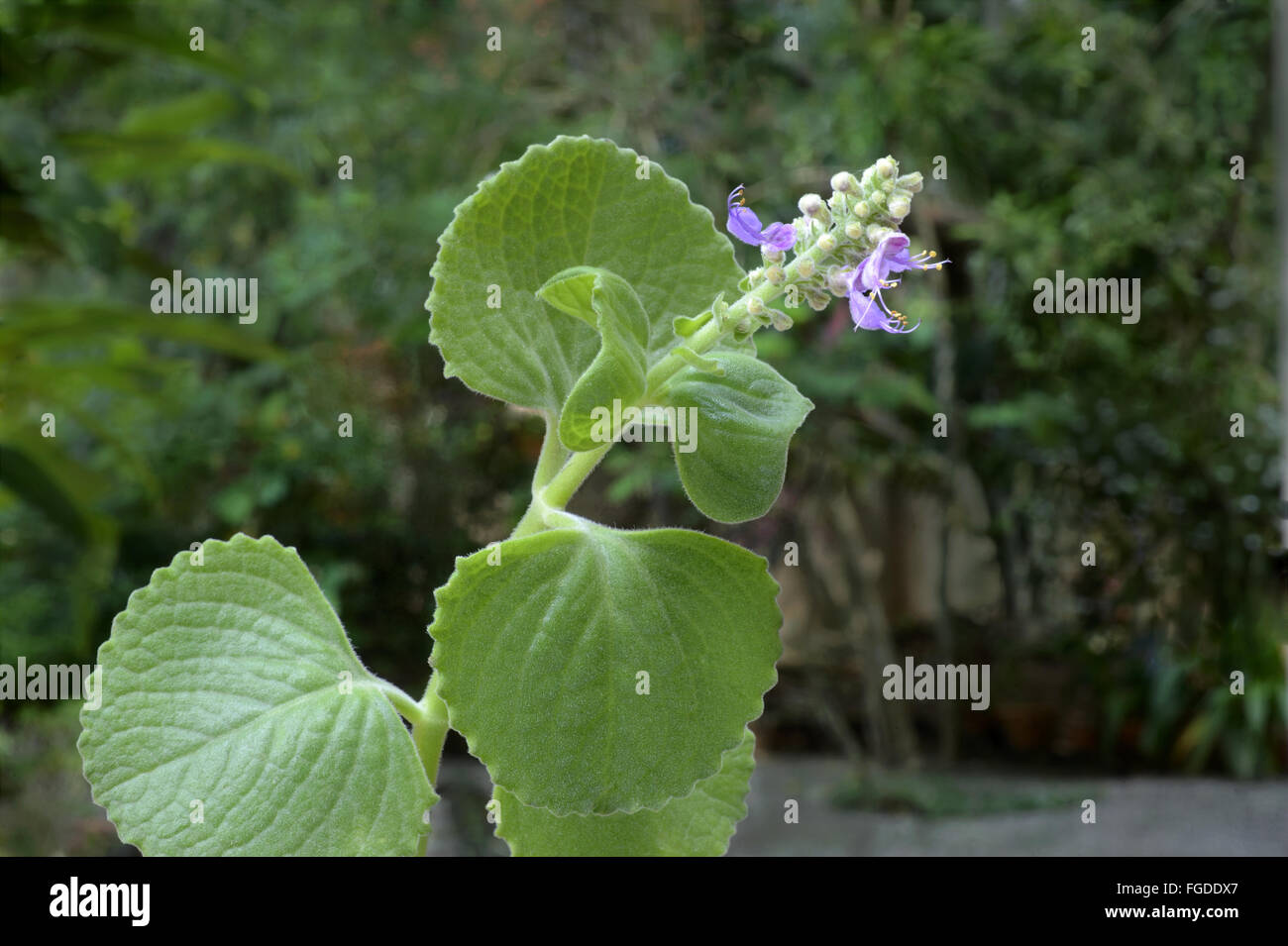 Indian Borage (Plectranthus amboinicus) flowering, Trivandrum, Thiruvananthapuram District, Kerala, India, April Stock Photo