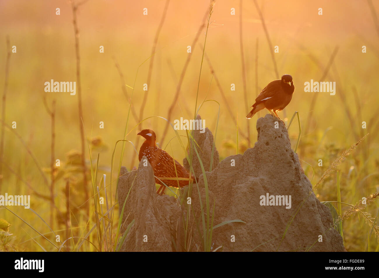 Black Francolin (Francolinus francolinus) adult male, and Common Mynah (Acridotheres tristis) adult, perched on termite mound at dawn, Jim Corbett N.P., Uttarkhand, India, May Stock Photo