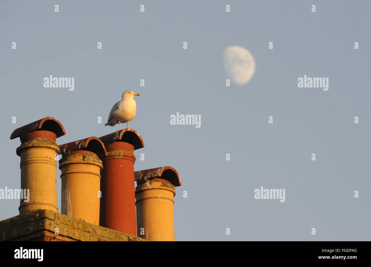 European Herring Gull (Larus argentatus) adult, non-breeding plumage, standing on chimney stacks in high street of seaside town, with moon in background, Southwold, Suffolk, England, December Stock Photo