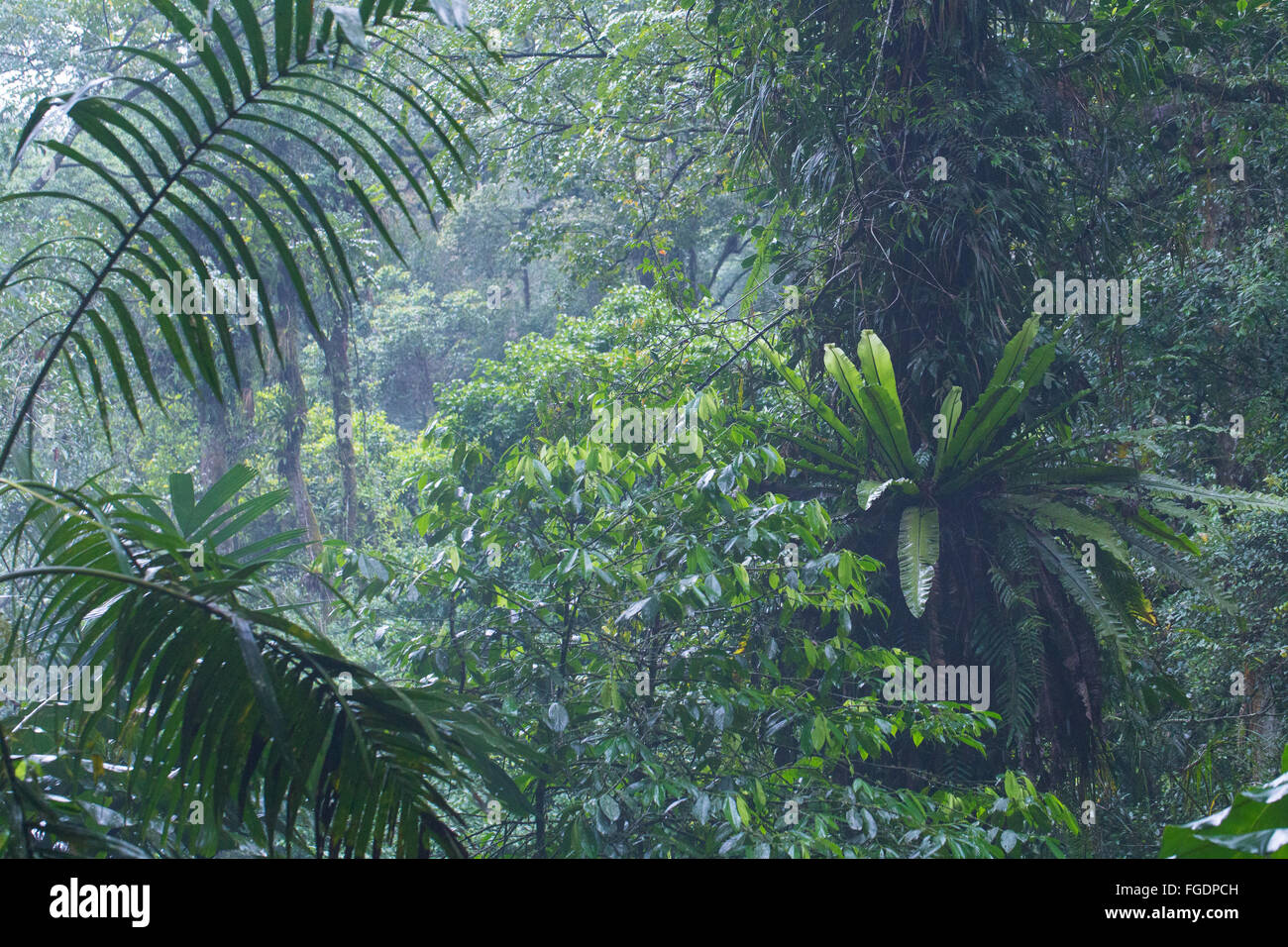 Bird's Nest Ferns in cool montane rainforest, Gunung Halimun National Park, Java, Indonesia Stock Photo
