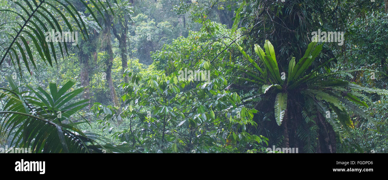 Bird's Nest Ferns in cool montane rainforest, Gunung Halimun National Park, Java, Indonesia Stock Photo