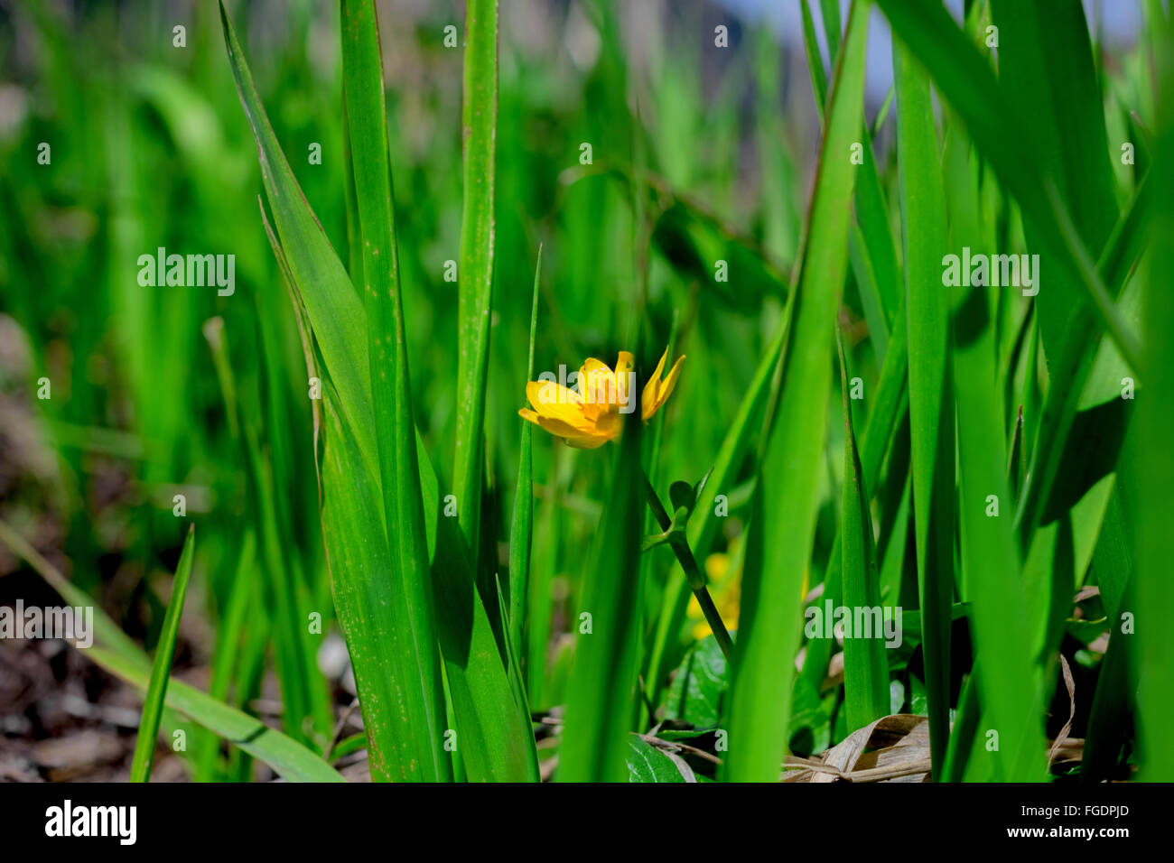 Original grass hi-res stock photography and images - Alamy