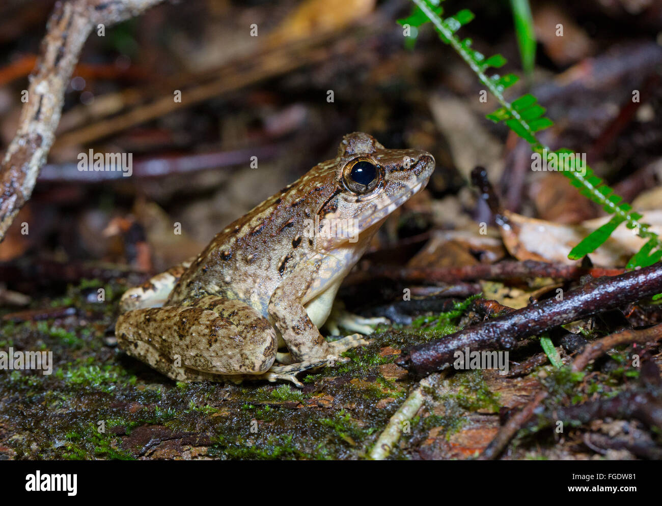 Giant River Frog (Limnonectes leporinus), Kubah National Park, Sarawak, Malaysia Stock Photo