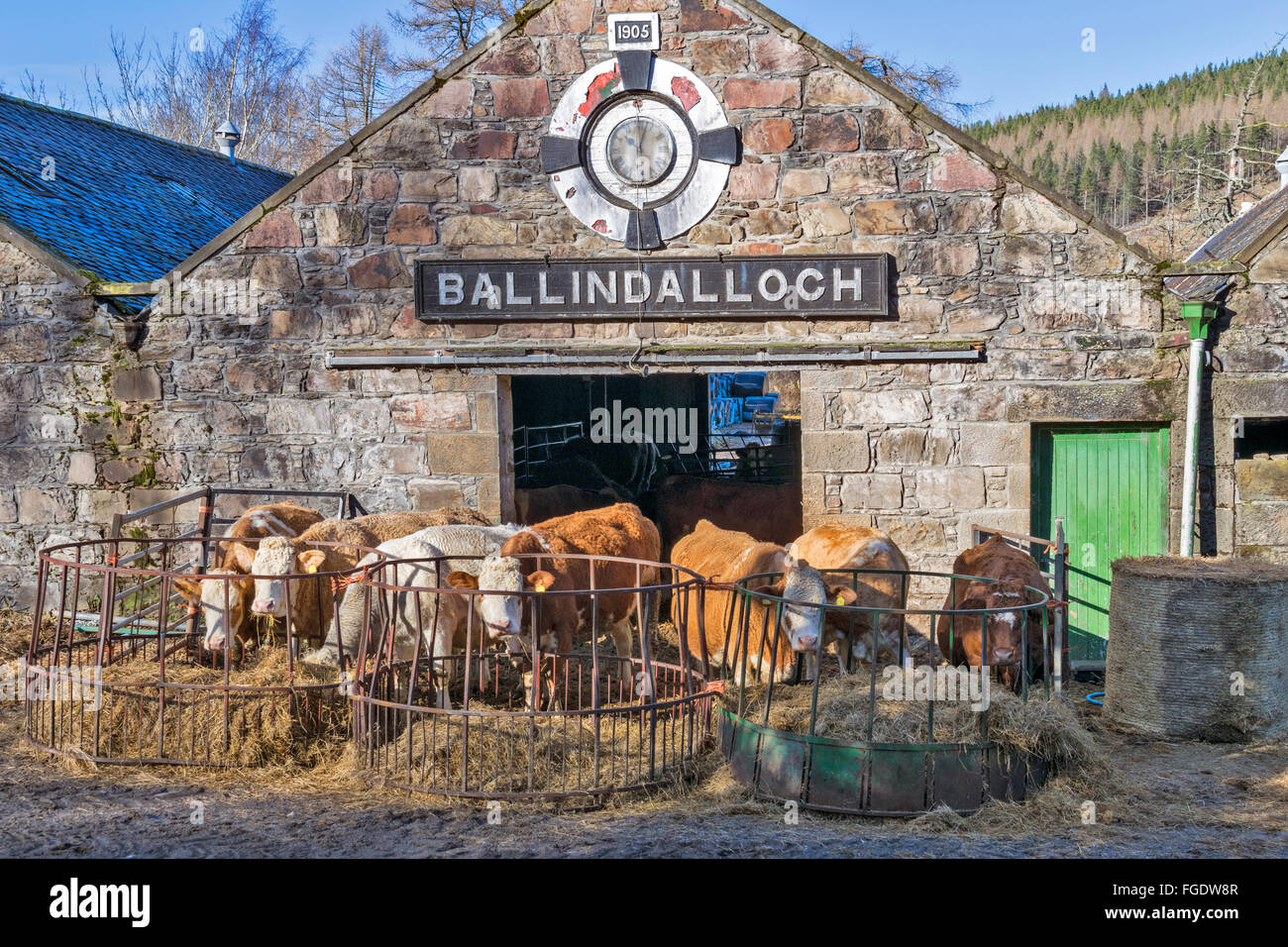 SPEYSIDE WAY NEAR BALLINDALLOCH CATTLE HOUSED IN OLD RUINED BUILDINGS NEAR A DISTILLERY AND DISUSED RAILWAY STATION Stock Photo