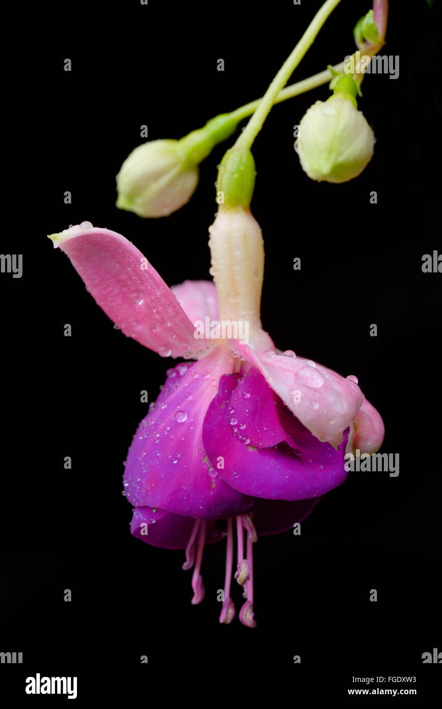 Fuchsia flower or Onagraceae with water drops Stock Photo