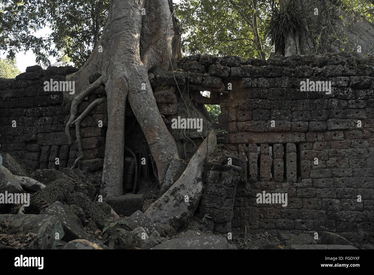Tree growing out of the ruins of Ta Phrom, Angkor Thom, near Siem Reap, Cambodia, Asia. Stock Photo