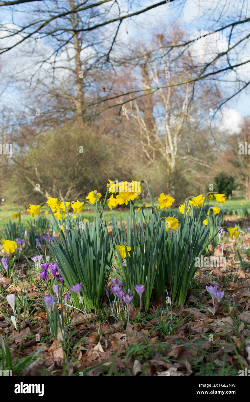 Daffodils crocuses hires stock photography and images Alamy