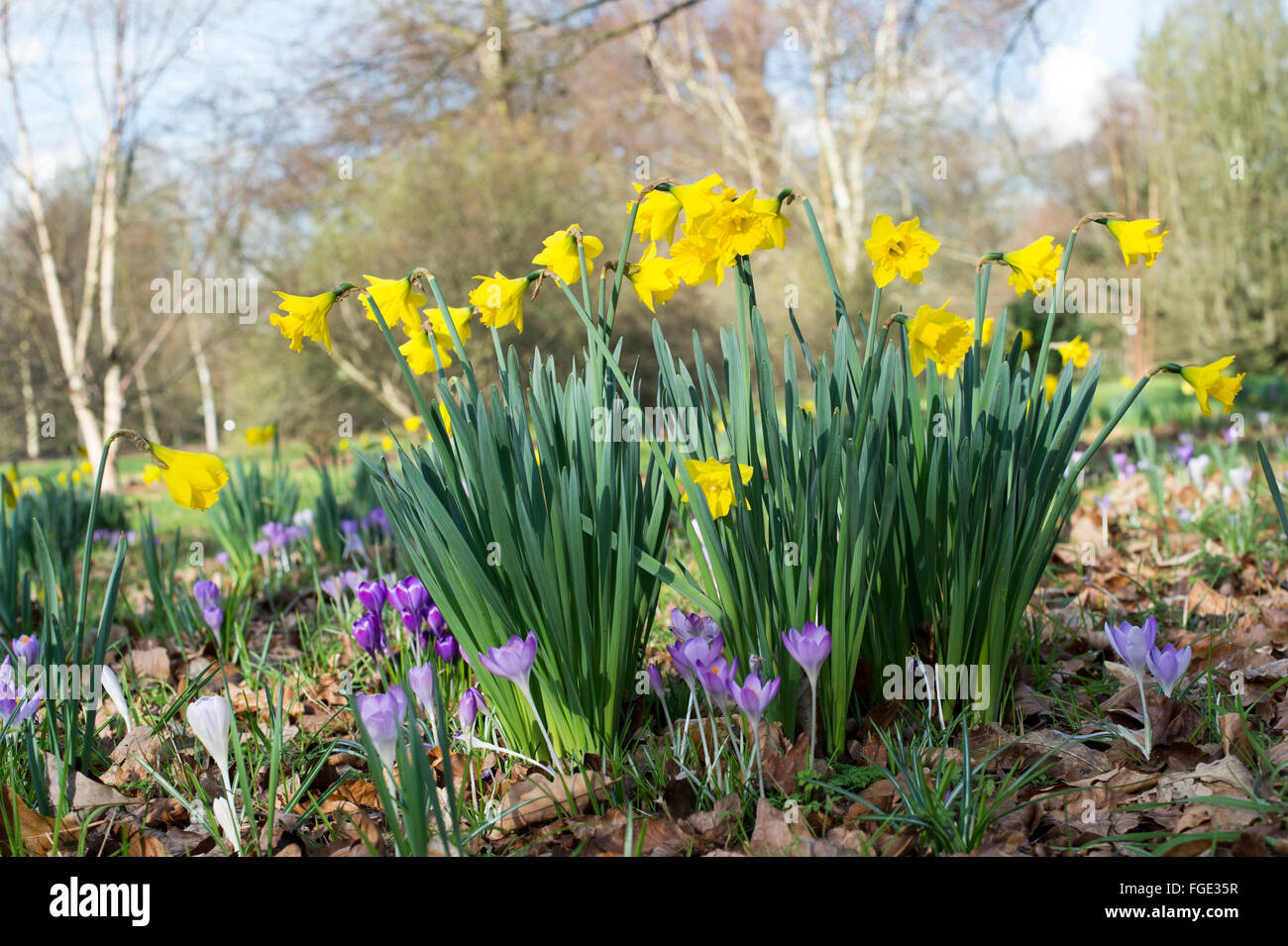 Narcissus and Crocus flowers. Daffodils and Crocuses flowering in an