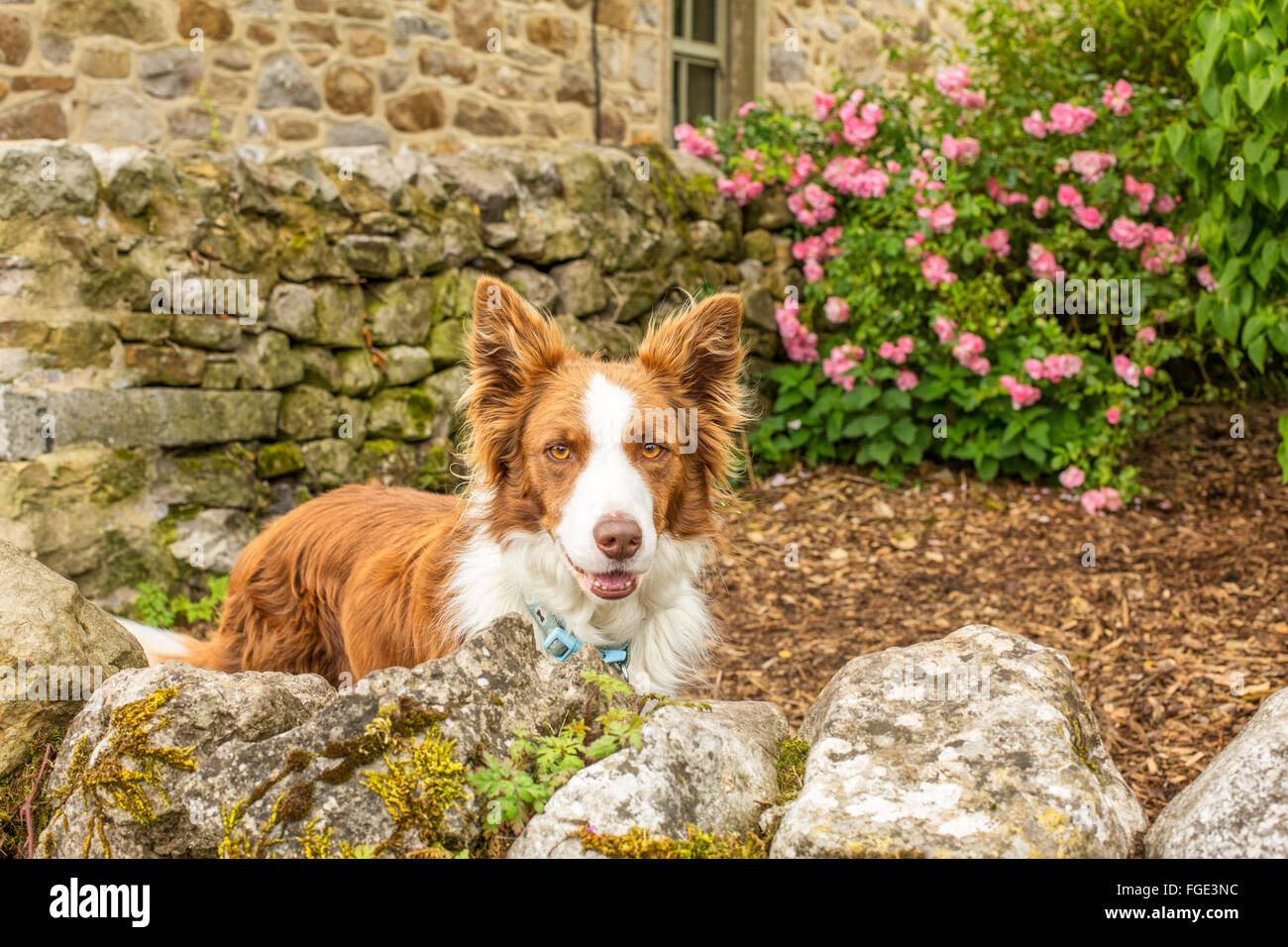 Friendly white brown dog in garden looking at you Stock Photo - Alamy