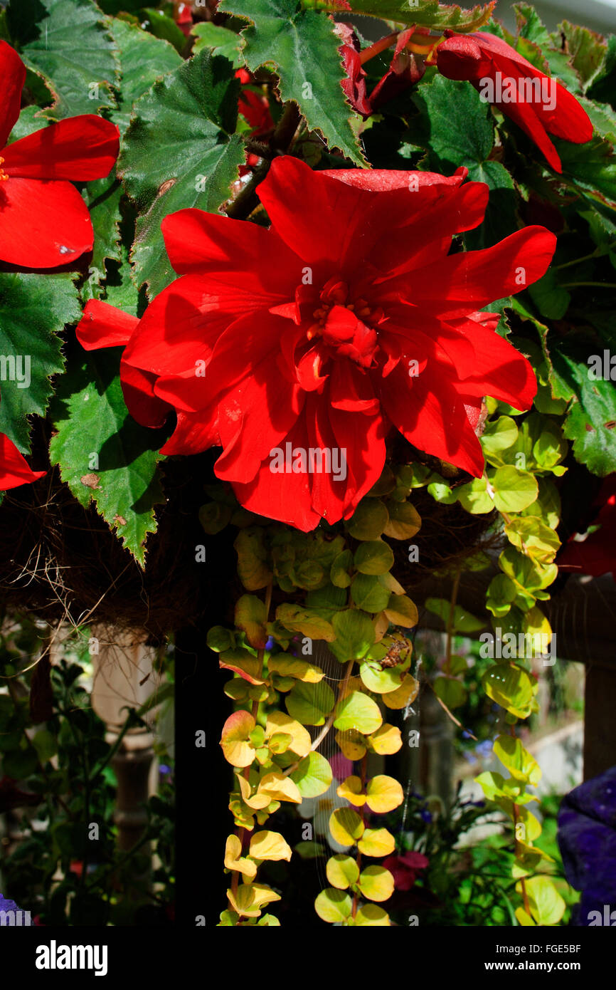 Trailing begonias hires stock photography and images Alamy