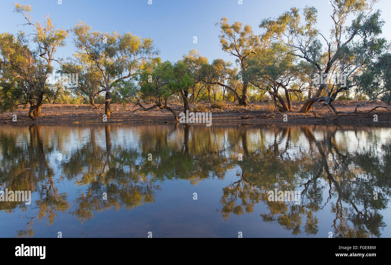 Gum trees australia hires stock photography and images Alamy
