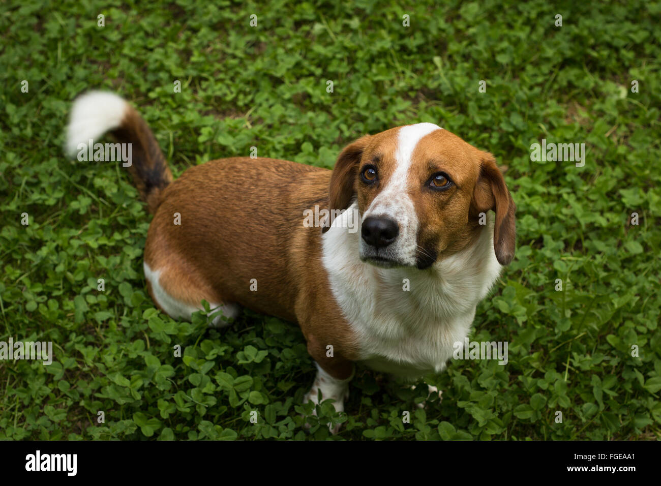 Brown dog sits over green clover lawn Stock Photo
