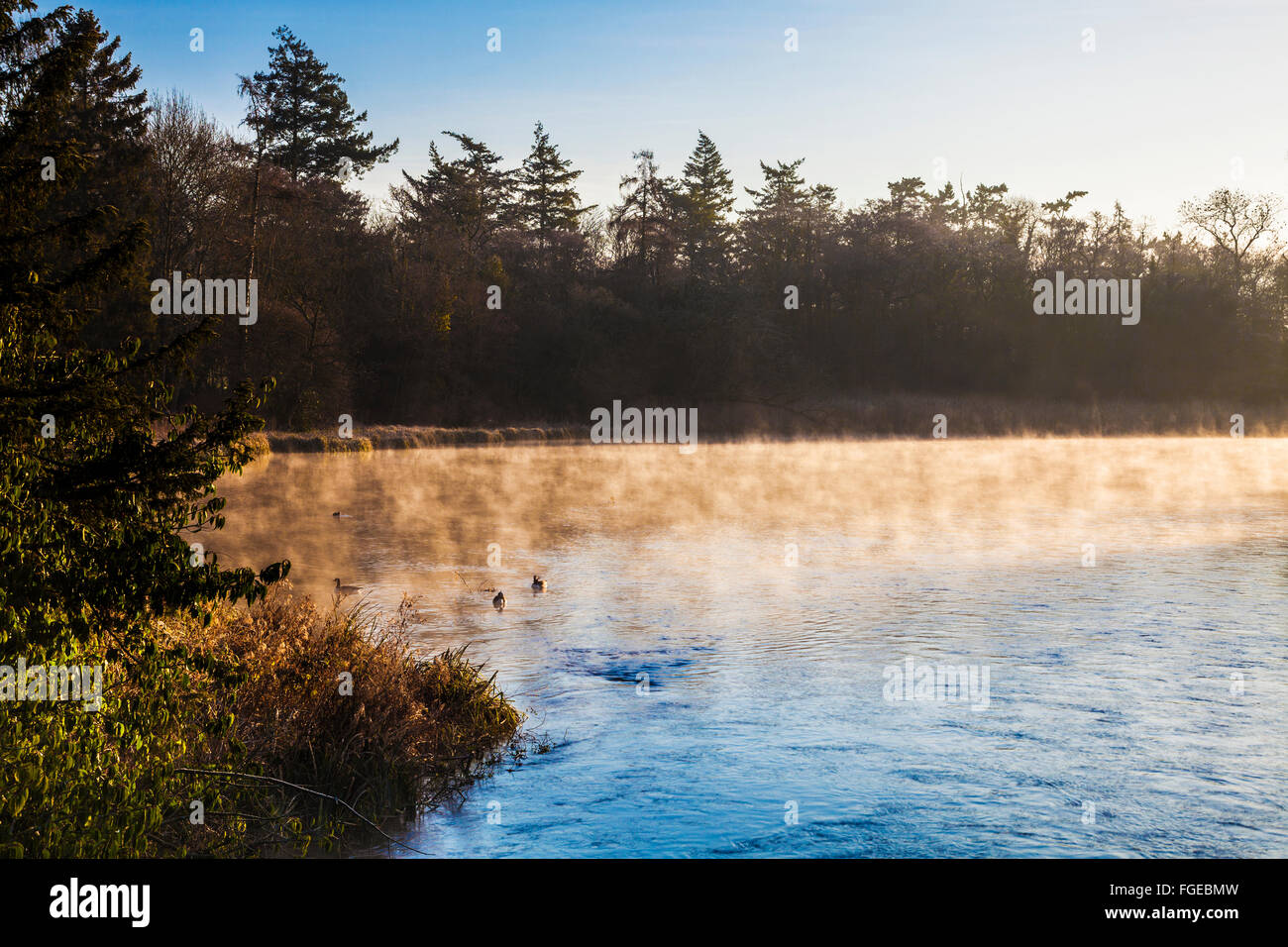 A misty winter sunrise over the River Kennet in Wiltshire. Stock Photo