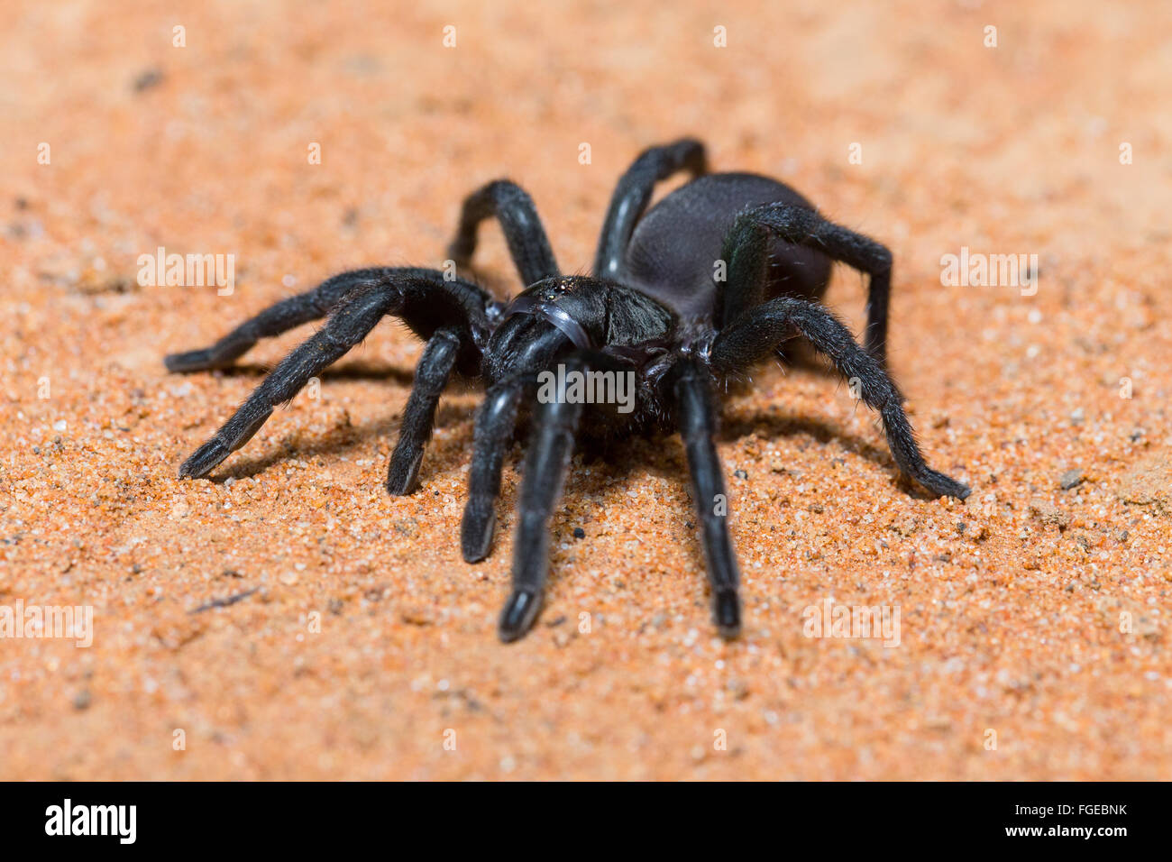 Brush-footed Trapdoor Spider (Barychelidae sp.), Cunnamulla, Queensland, Australia Stock Photo