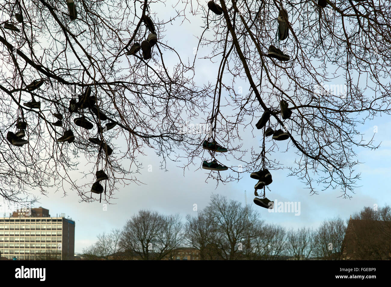 pairs of shoes hanging in a tree, skatepark, Brighton Stock Photo - Alamy